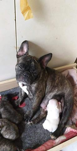 Filhote de buldogue - Foto 6