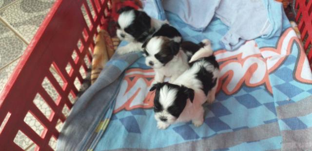 Cachorro - Foto 2