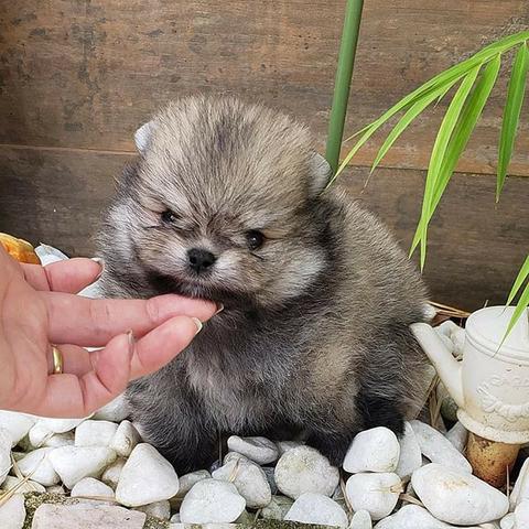 Spitz alemão Lulu da pomerania macho laranja anão ursinho perfeito