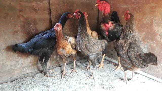Vendo 5 galinha e 3 frango - Foto 2