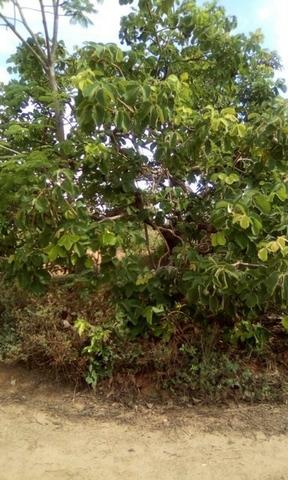 Troco Lote em Caldas Novas - GO - 1.000m2