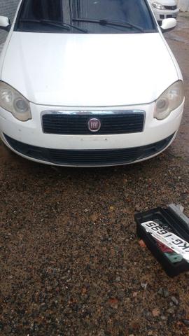 Siena tetra full