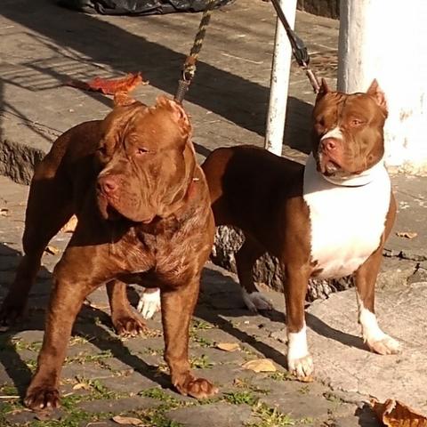 Filhotes de Pit Monsters com Pedigree - Foto 6