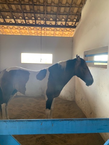 Lotes na Fazenda Real Macaiba - Foto 8