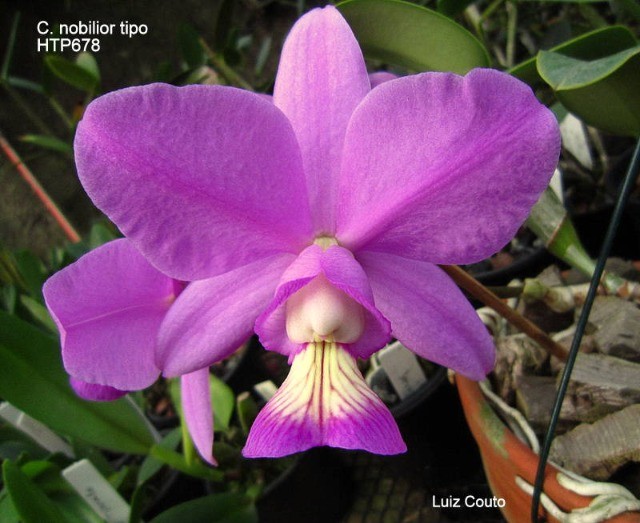 Orquídeas : Nobilior Tipo Adulta 