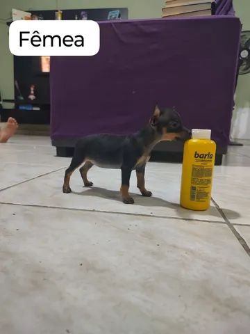 Vendo cachorro pinscher. - Foto 2