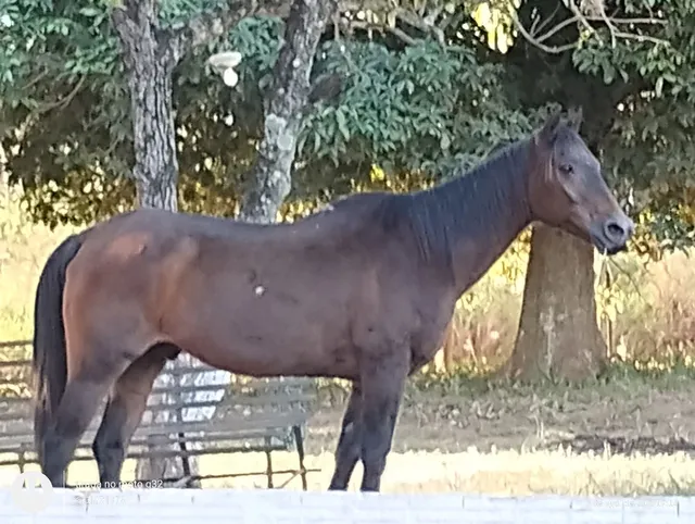 Peitoral Para Cavalos E Mulas De Todas As Raças Frete Gratis