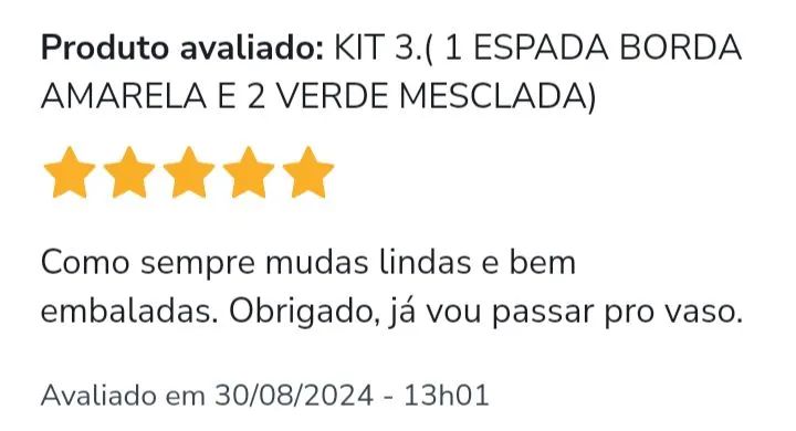 1 MUDA DE RAVENALA(Ave do viajante) - Foto 2