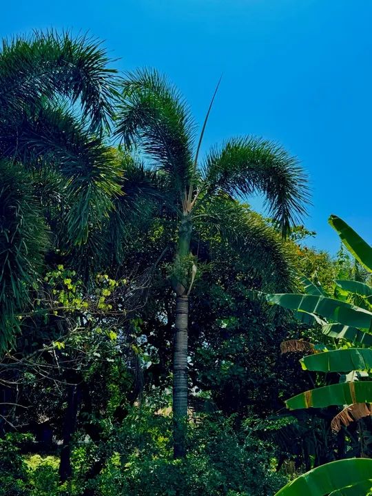 Diversas espécies de plantas para jardinagem e decoração - Foto 2