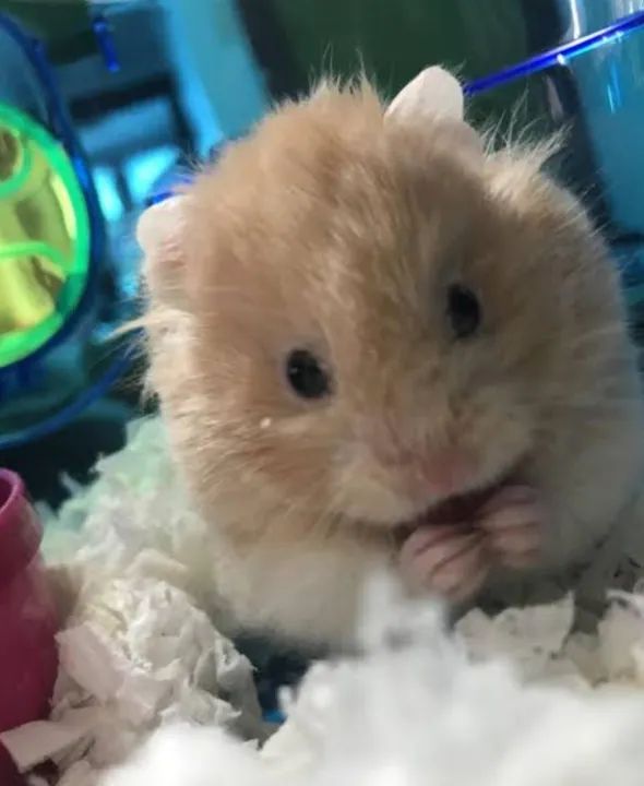 Chegou! Hamster Teddy Bear! Muito lindos!! - Foto 3