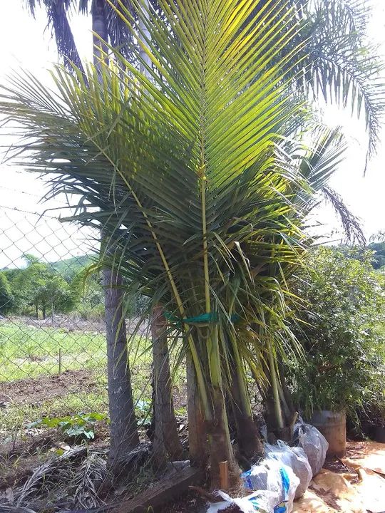 Coco anão 620 reais - Foto 3