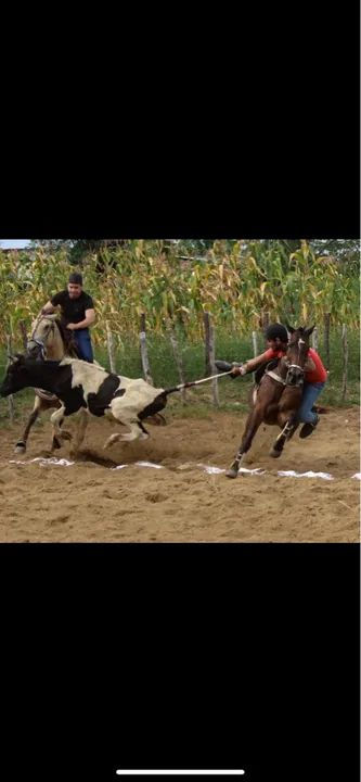 Cavalo,Pronto de direita - Foto 2