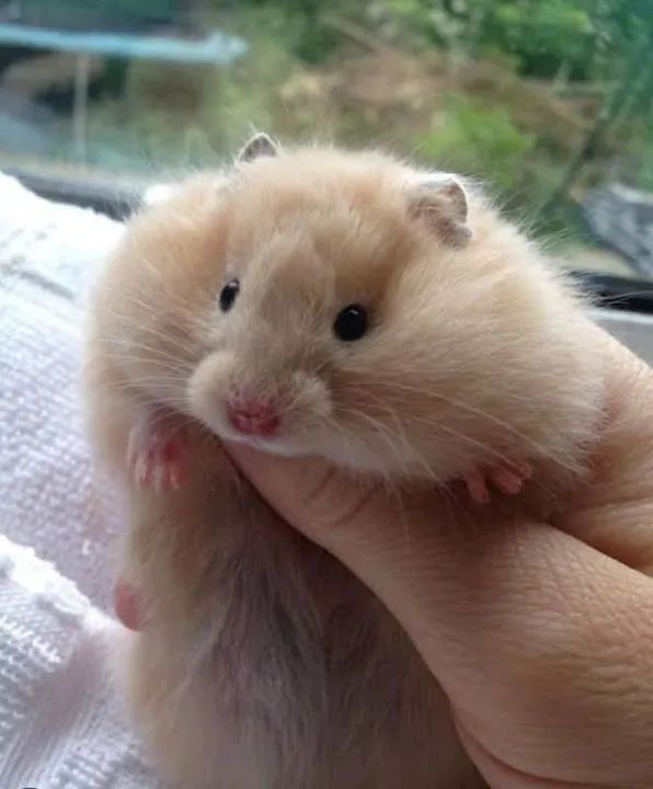 Chegou! Hamster Teddy Bear! Muito lindos!!