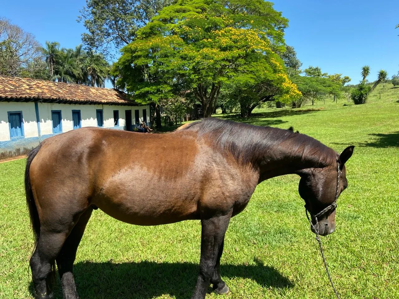 Cavalos e éguas  - Foto 5
