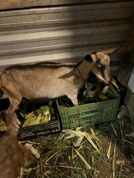 Vendo uma cabra boa - Foto 2