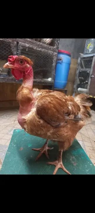 TERNO DE LABEL ROUGE ADULTO - Foto 5