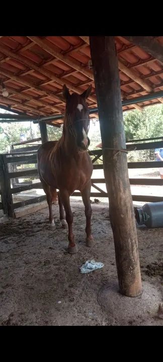 Cavalo quarto de milha  - Foto 3