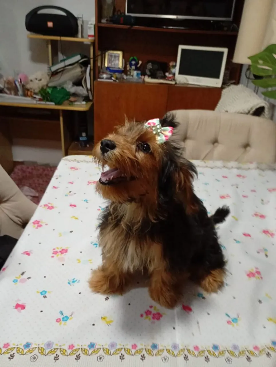Venda Yorkshire tirre fêmea tem 4 meses 