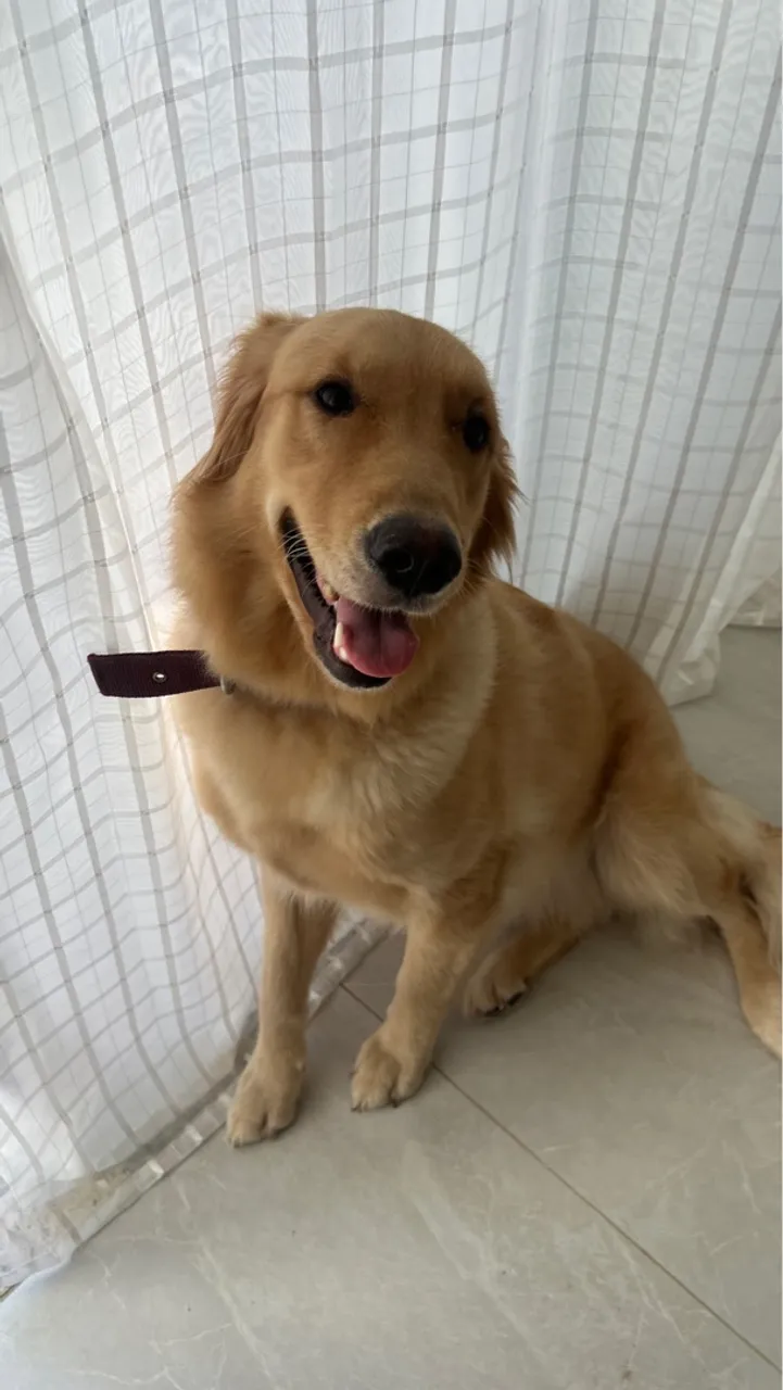Golden Retriever - Filhote Disponível