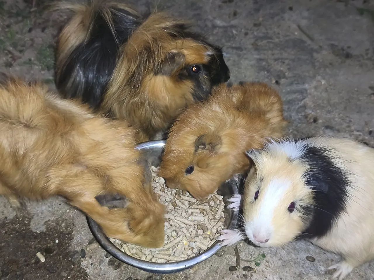 .Porquinhos da índia. Peruano64167789315074120