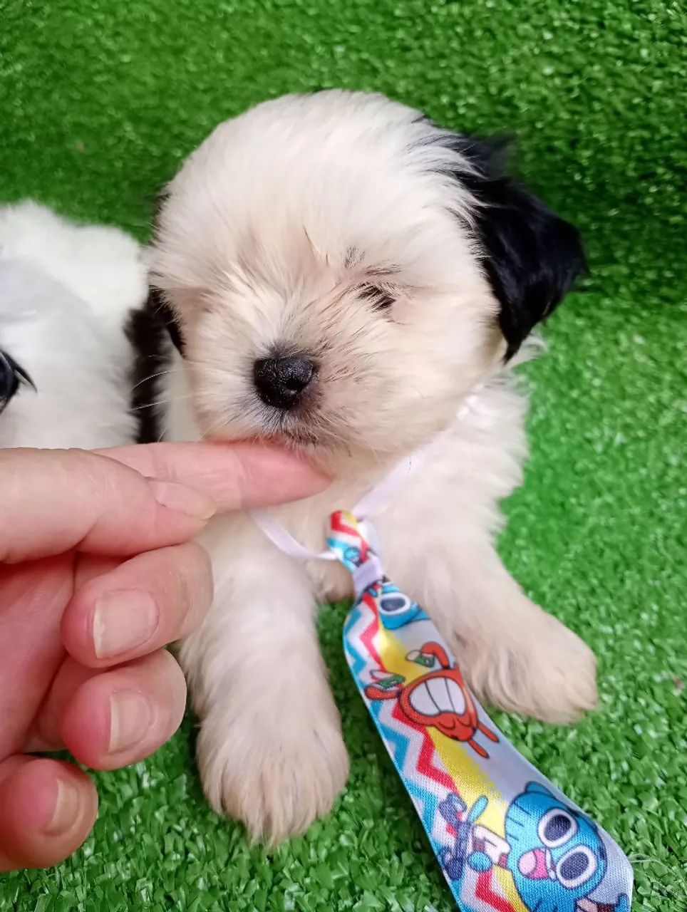 Filhotes Lhasa Apso disponível