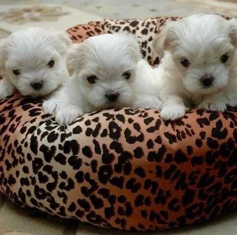 Venda De Cachorro Maltês Filhote Saudável