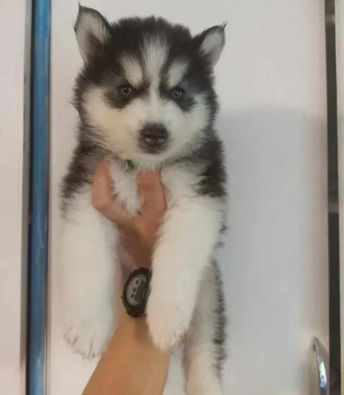 Husky Siberiano filhotes | Beleza detalhada