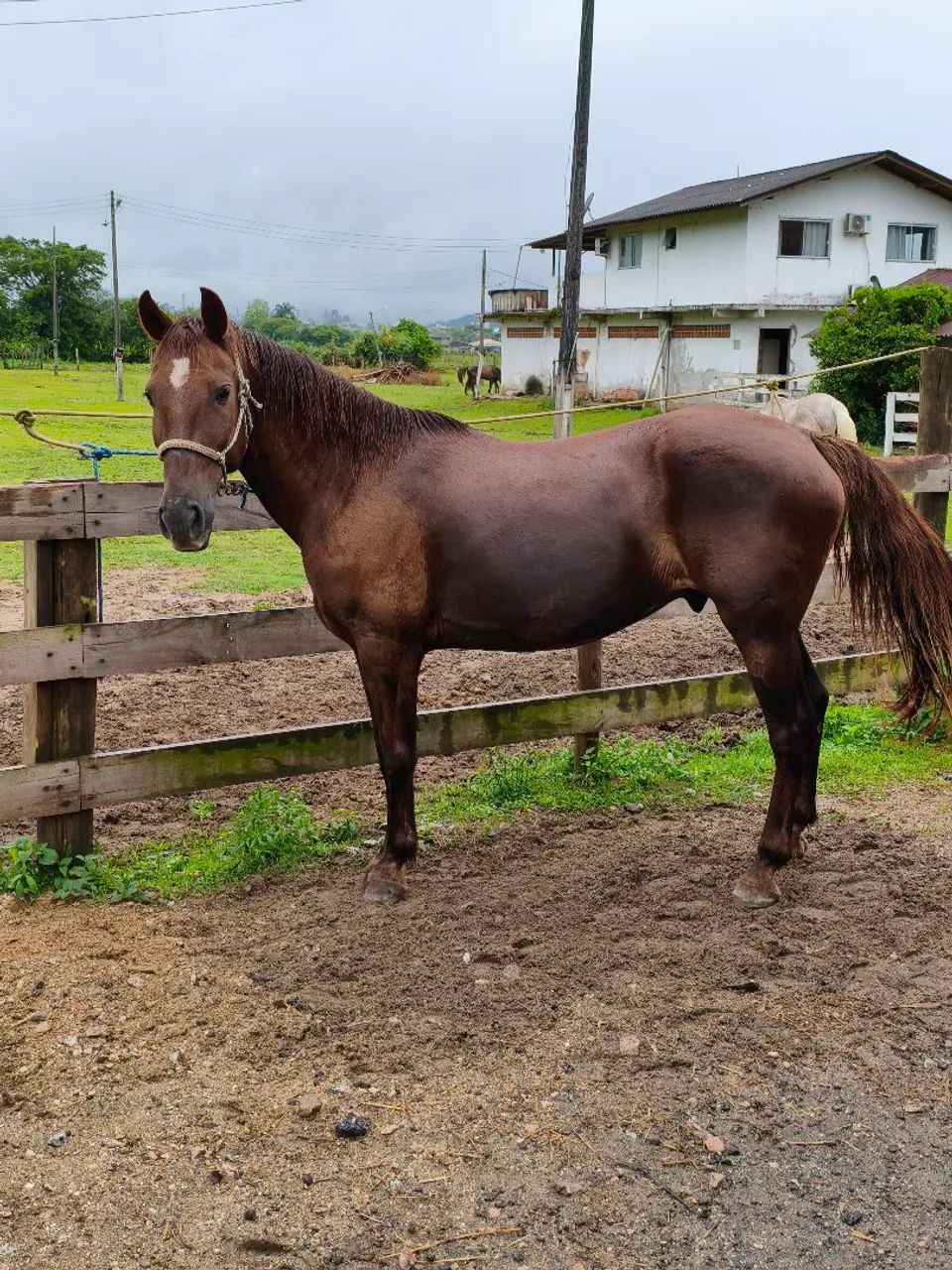 Cavalo Quarto de milha de barbada  - Foto 5