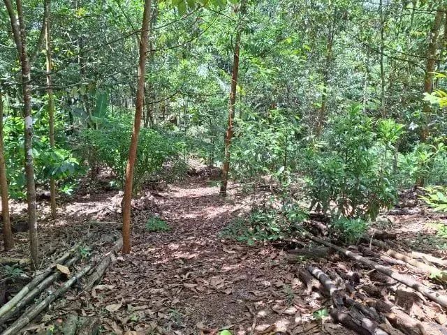 Tarumã Açu  / Terreno Bosqueado  / 10 mil m2 / 9  8 1 0  6  3  2  3  1