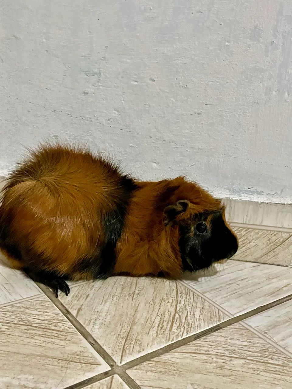 Porquinho da índia 63824587143427121