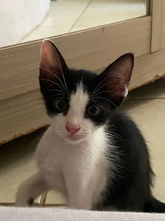 Gato filhote para adoção  - Foto 2