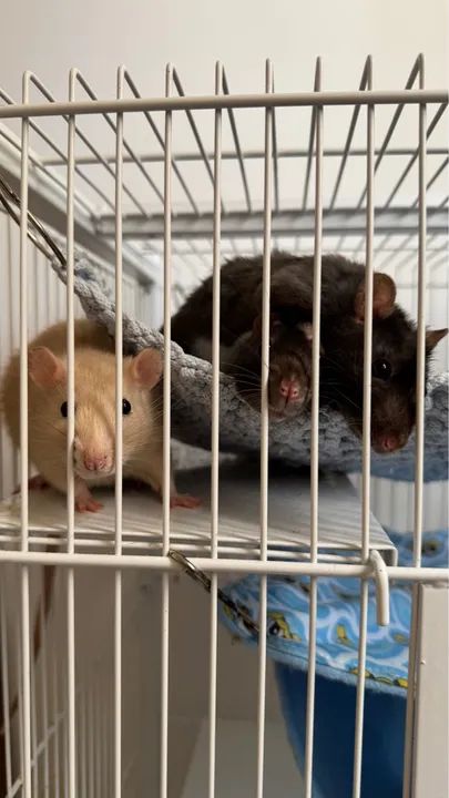 Rato Twister - Foto 3