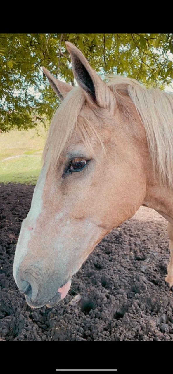 Cavalos Mangalarga - Foto 5