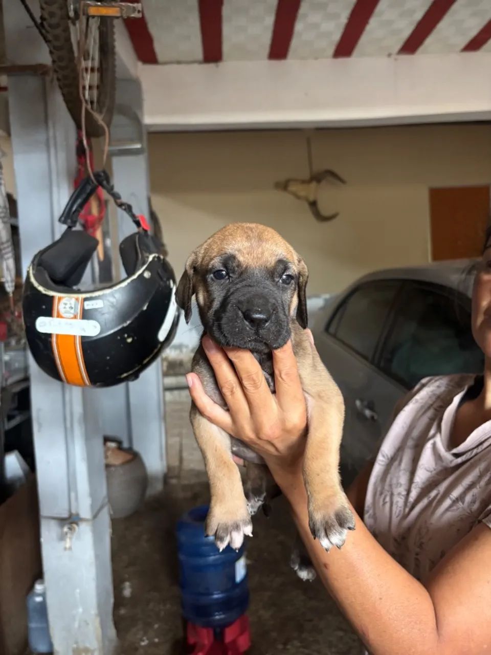 Filhote d fila brasileiro  - Foto 2