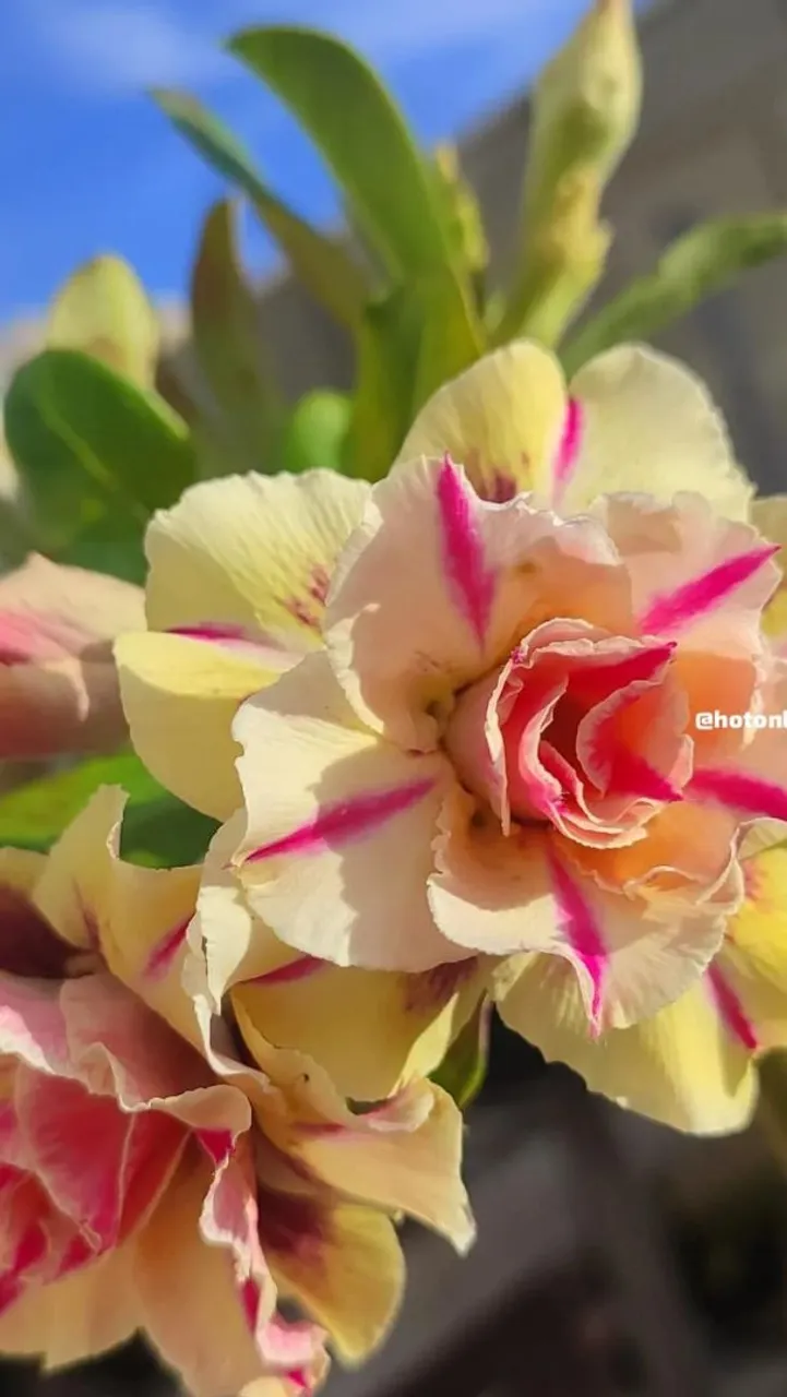 Rosas do deserto, cores especiais. Porte padrão a partir de 79,90
