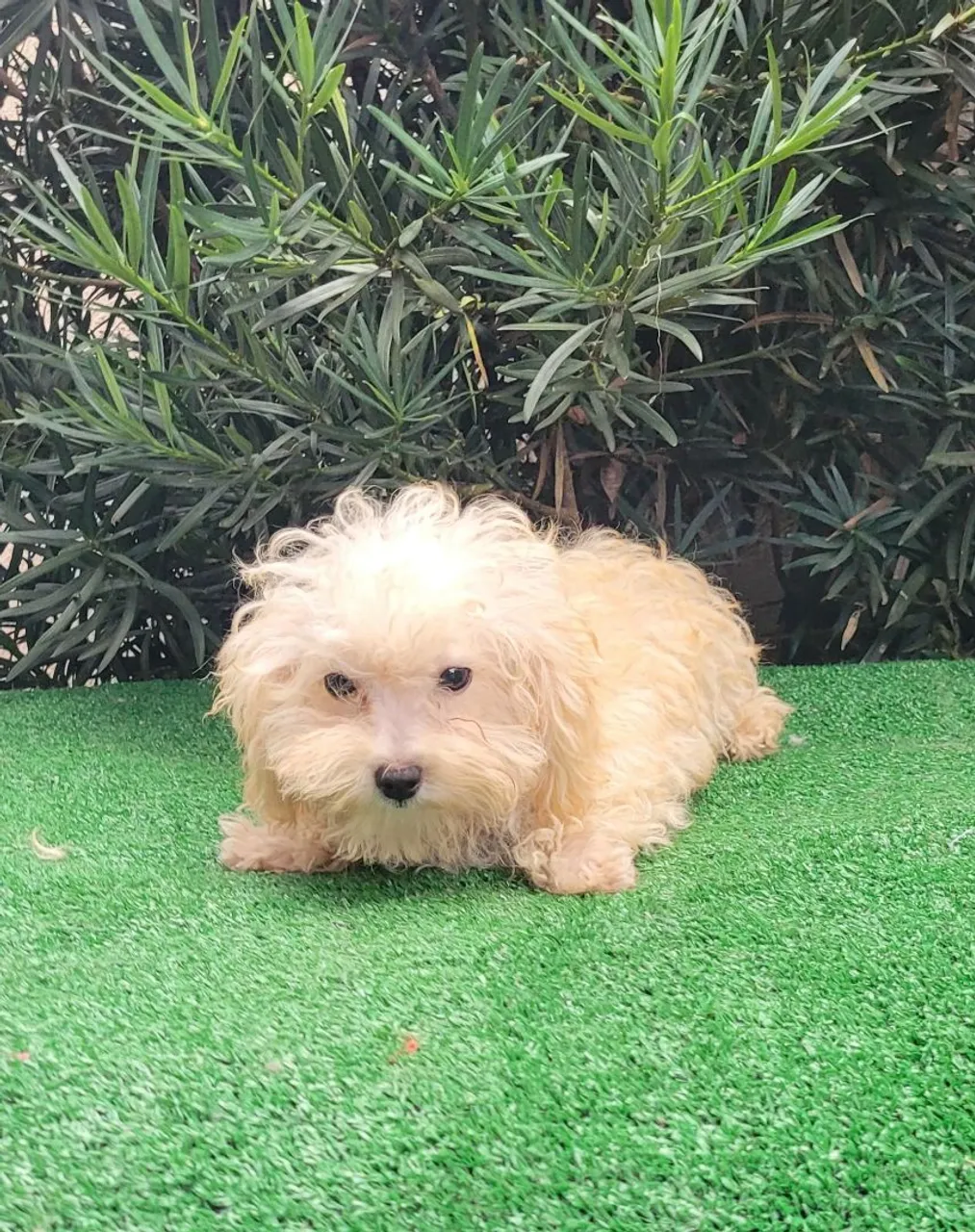 Poodle toy macho