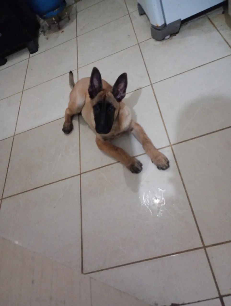 Filhote de pastor belga malions  - Foto 3