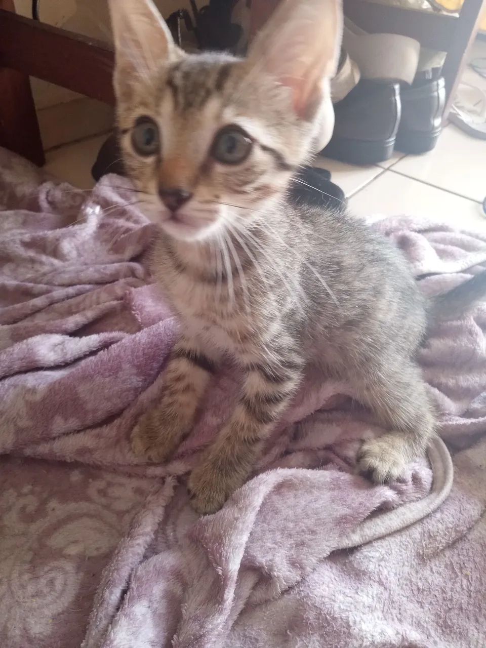 Adoção gatos - Foto 3