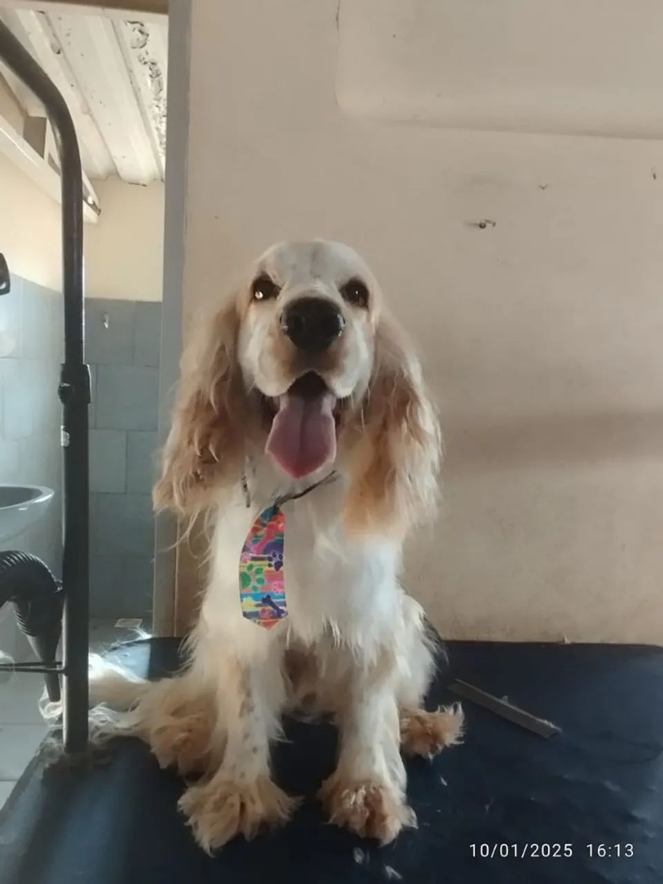 Filhotes de Cocker Spaniel - Foto 2