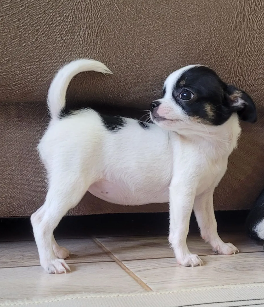 Linda Chihuahua minúscula uma pintura