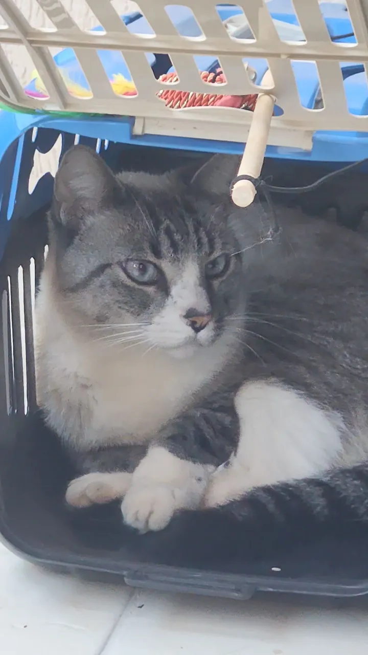 Gato para adoção