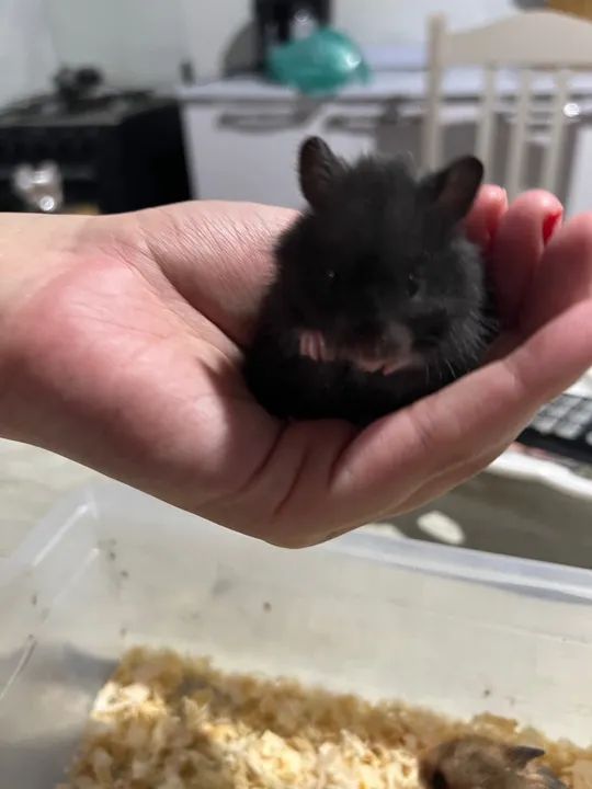 Hamsters sírios  - Foto 3