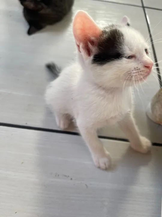 Gatinho branco e preto disponível para adoção - Foto 2