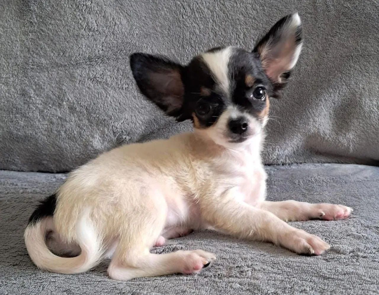 Chihuahua macho com vacina importada - Foto 5