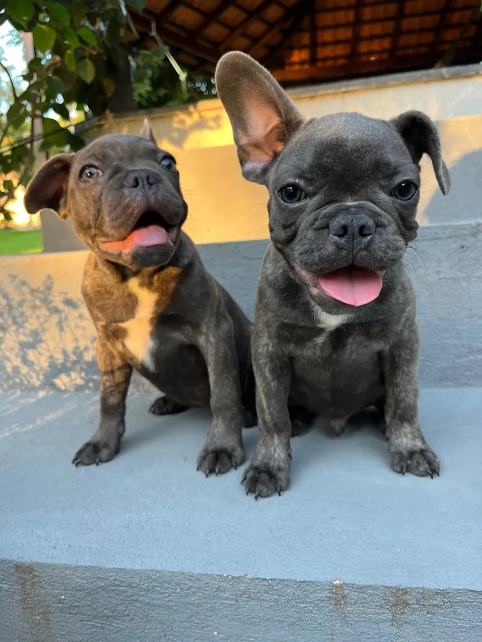 Filhotes de Bulldog Francês Uma Dupla