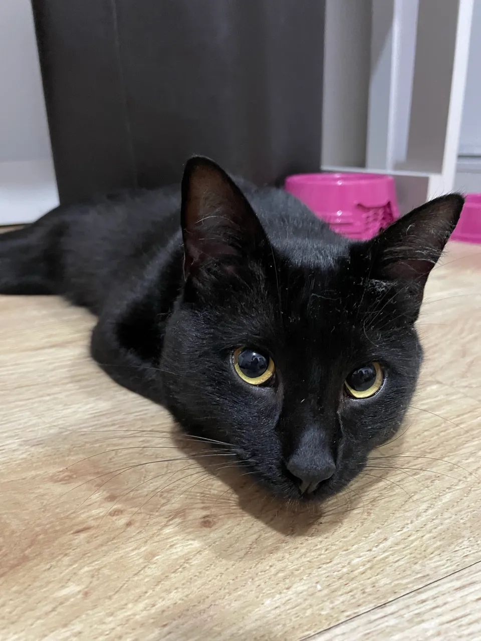 Doação gatinho apenas para lares telados 