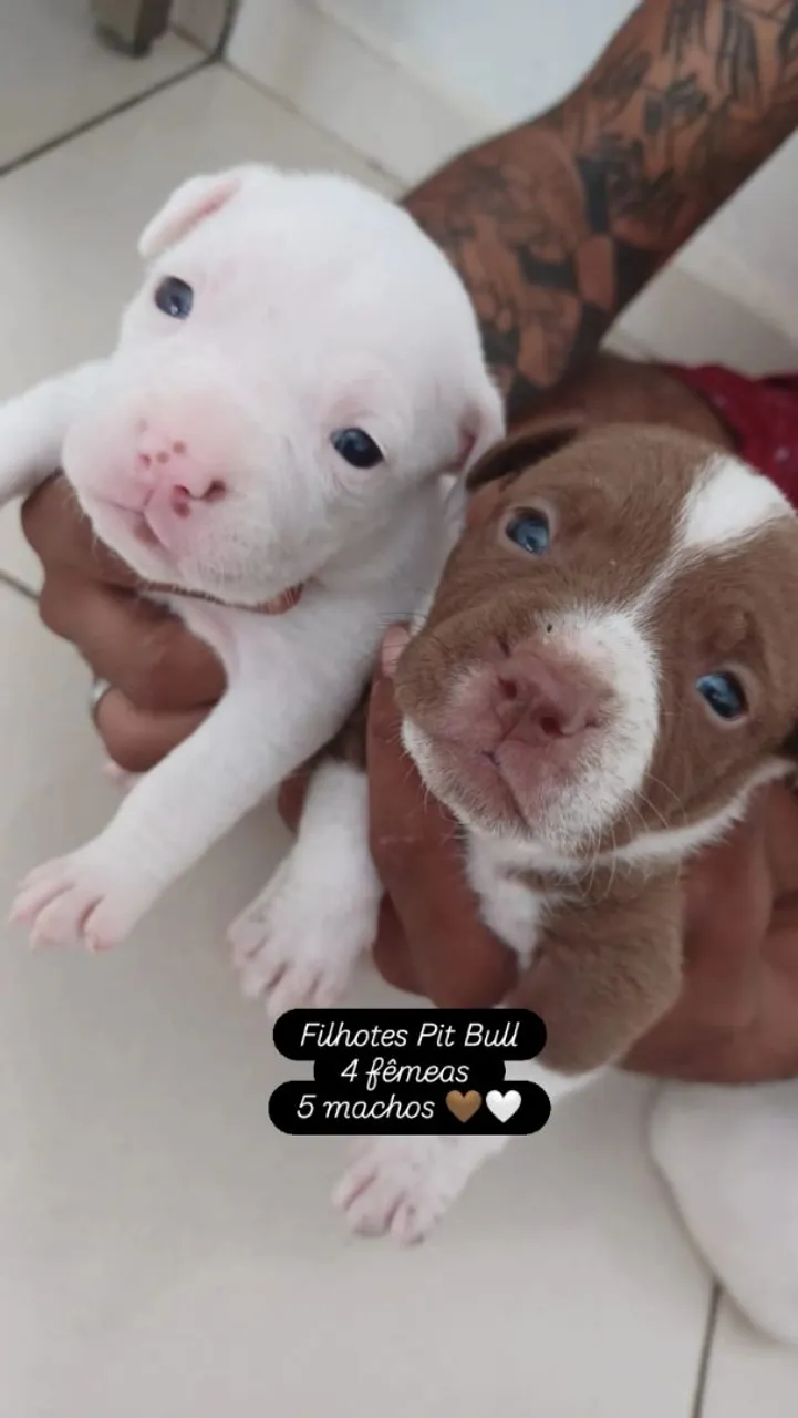 Pit Bull filhotes