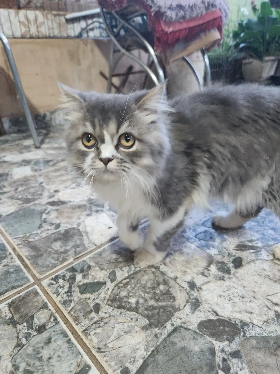 Gato persa filhote