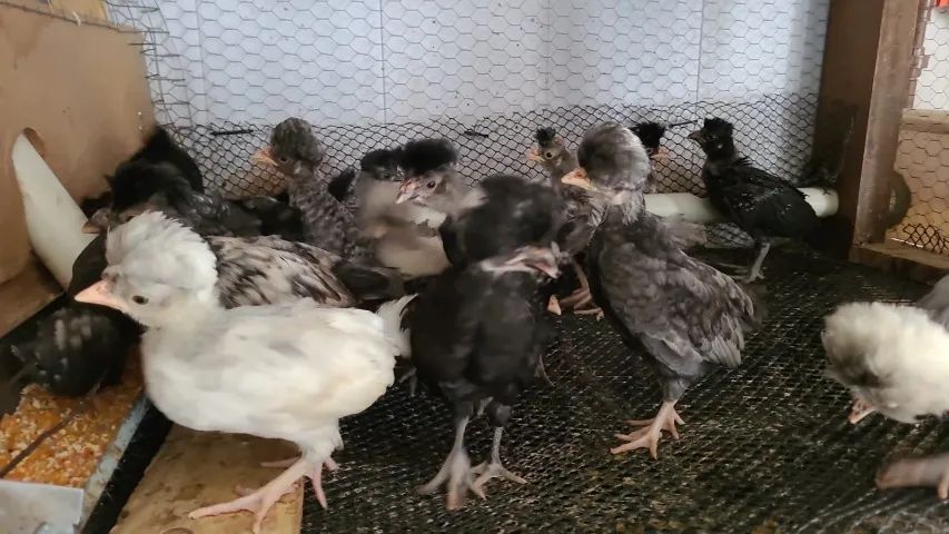 Polones 5 por 100 - Foto 5