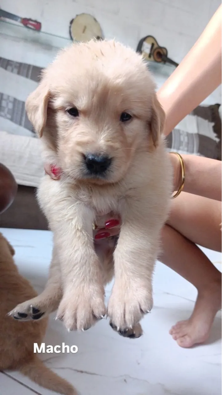 Filhote Golden Retriever